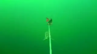 Pike attack Line Thru Roach trolled in mid water