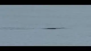 NARWALS, NUNAVUT, CANADA