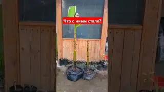Что стало с бананами, которые я выкапывал для хранения