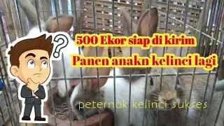 Panen anak kelinci || 500 ekor siap di kirim