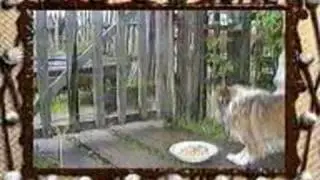 sabaka WMV V9