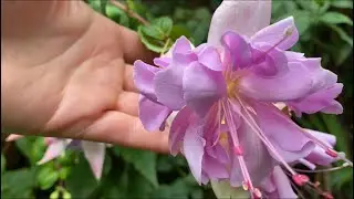 Фуксии Бегонии в моем саду в Лондоне! Fuchsia  Begonia in my garden in London