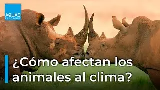 ¿Cómo afecta la DESAPARICIÓN de los ANIMALES al CLIMA? 🐳