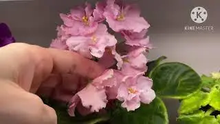 Разговоры о фиалках. Не для слабонервных.