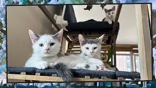 Foster Kitten Livestream (S11, E27) - Aug 30, 2024