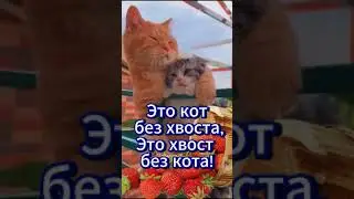 Доброе утро! Хорошего дня июля! Good morning! Have a nice day #доброеутро #хорошегодня