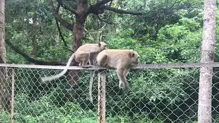 relax with animal as monkey