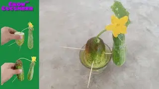 Cucumber Grow From Cucumber in Water Of Glass