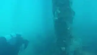 Scuba diving following shark shield - Rapid Bay, South Australia