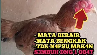 MATA AYAM BERAIR-MATA AYAM BENGKAK-AYAM TIDAK NAFSU MAKAN SEMBUH DENGAN 1 OBAT @entokrambonjali
