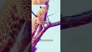 The leopard attacked the monkey but regretted it.