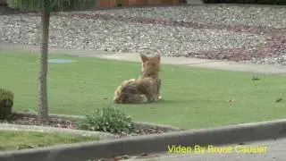 Mangy Coyote Relaxing In My Neighbourhood