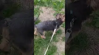 Папа играет с Чакки )).