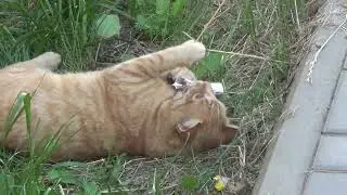 Ева играет с котом Рыжиком.(соседский кот)