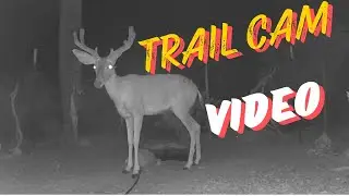 Hot Night at the Water Hole | Trail Cam Video