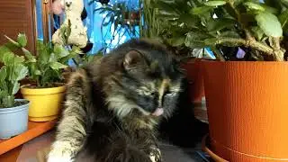 Моя любимая кошка Нюша!(мешает мне снимать ролик.)