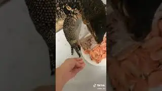 Домашний варан