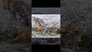 Red Foxes in a late spring snow storm. #fox #redfox #nature #wildlifephotography #babyfox