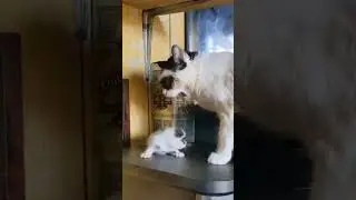 mèo có mắt kính tự nhiên, thú cưng cute #pets #shorts #cats #haihuoc #thucung