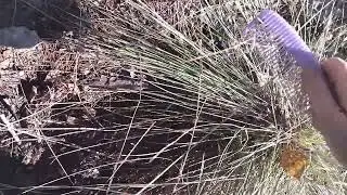 Вычесывание овсеца