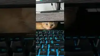 Me thinking I can watch YouTube in peace.