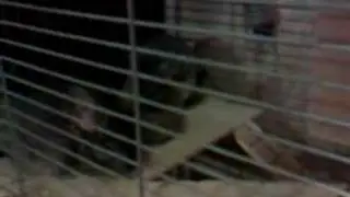Chinchillas