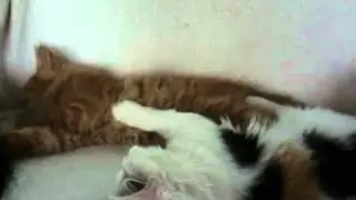 Likeboe 's Belle and Ceiro