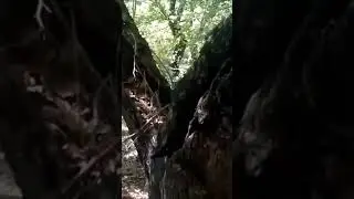 Нечто живет в дереве ШОК!!!!!!