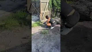 finding another roach infestation in this corner of our yard 