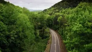 THE WORLD MOST BEAUTIFUL JUNGLE