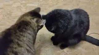 Любимая мышка котов.