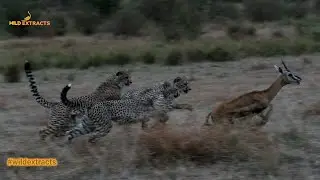 From Rookie to Expert: Mastering the Art of Training Cheetah Cubs