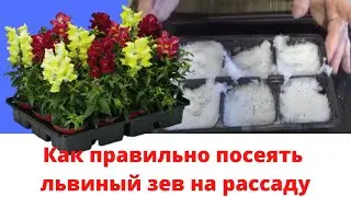 Как правильно посеять ЛЬВИНЫЙ ЗЕВ на рассаду