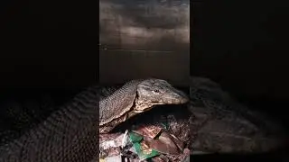 Biawak Terdiam ketahuan mau lewat kolong rumah