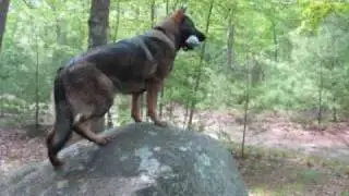 9.5 month old sable german shepherd