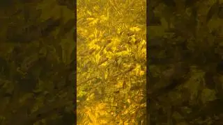Fish Underwater in Big Cypress National Preserve