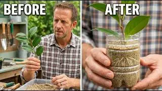 How to propagate Camellias 🌿🌿 | Using sand and a water bottle.