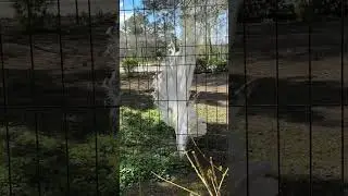 Красавец-павлин санатория «Лаба» позирует для вас🦚🤍