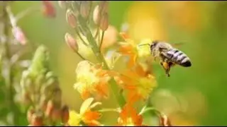 жужжыт пчела...