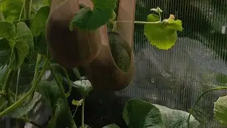 Сегодня подвязываю дыньки и арбузик🍉 Смешно получилось🤣 Размеры на 7.07.2024.
