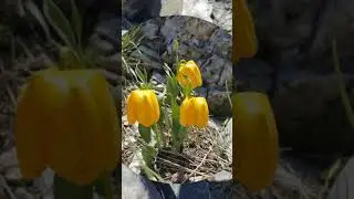 Bir Ay Doğar - Cengiz Özkan