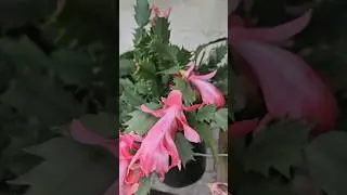 Flor de maio nem sempre em maio #plantas #flor #flordemaio #schlumbergeratruncata #floração #inverno