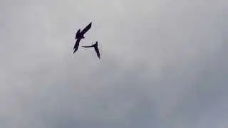 Ravens playing in the wind