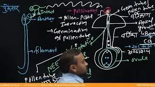 Sexual reproduction of flowering plants | Lecture -11 Class - NEET TARGET Hindi