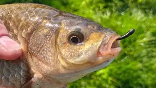 Снасть на Карася о Которой Мало кто Знает - Летняя Мормышка. Безмотылка в Украине