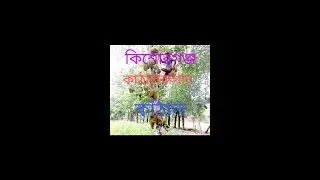 কাঁঠাল বাগান রোড কিশোরগঞ্জ ধনকি পাড়া kishorganj kathal Bagan