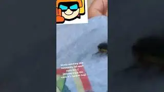 agehhaahsgwgwhwb flianen