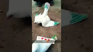 Bechare Ko Goli 💊 Zada Laga Di 😰 3 Kabutar Ki Buri Halat 😨 