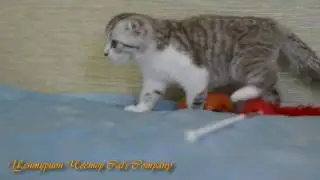 Шотландский котенок Центурион Честер Cat's Company SFS bs23 03