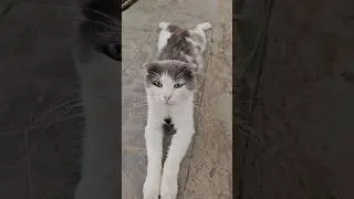 Киселёк